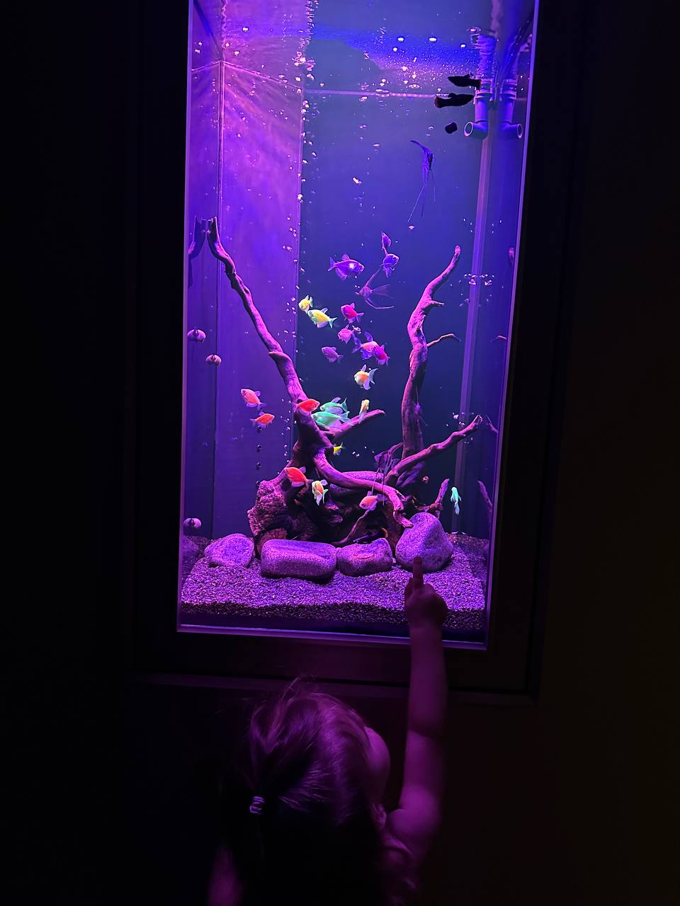 Элегантный встроенный аквариум-картина с флуоресцентными GloFish 70л - фото 2